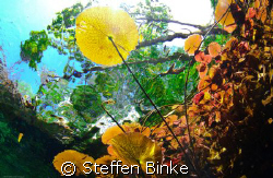 Freshwater by Steffen Binke 